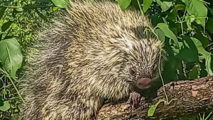 Rescatan a un puercoespín arborícola en Cordillera