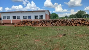 Indígenas denuncian tala masiva en territorio ancestral en Amambay