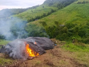 Operación Nueva Alianza inicia con la destrucción de 126 toneladas de marihuana en Amambay