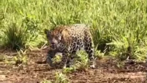 Después de mucho tiempo, lugareños vieron por primera vez un imponente yaguareté en un paseo solitario por la colonia Fortuna Guazú, en el Departamento de Amambay.
