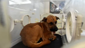 Canela se somete a su tercera cirugía tras perder la mandíbula por explosión de cebollón