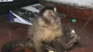 Un monito fue rescatado por policías tras casi ser atropellado por gran camión