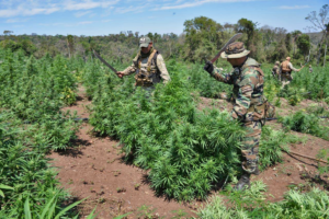 Antinarcóticos destruyen plantación de marihuana en Cerro Corá