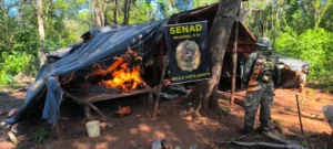 SENAD erradica 18 toneladas de marihuana en Bella Vista Norte