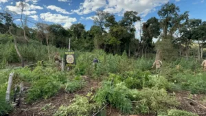SENAD destruye más de 10 toneladas de marihuana tras una incursión rural en Cerro Corá