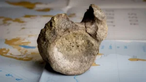 Encuentran olvidado en un cajón el primer hueso de un dinosaurio que habitaba en una Antártida cubierta de bosques