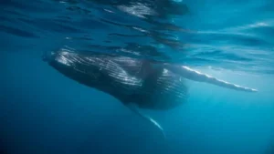 «Es un descubrimiento realmente único»: el inesperado hallazgo de un cementerio de ballenas de hace 5 millones de años en el Índico