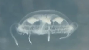 Obtienen el primer registro científico de una medusa de agua dulce en Paraguay