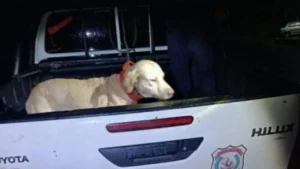 Tras video viral, Policía rescata a un perro que fue arrastrado y golpeado por un hombre en San Pedro