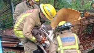 Raudal arrastra a un perro al arroyo Lambaré y tras horas de agonía es rescatado por bomberos
