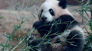 El primer panda gigante nacido en Indonesia debuta en un zoo de Java