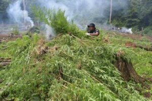 La SENAD destruye más de 10 toneladas de marihuana en Cerro Corá