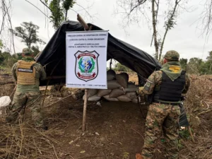 Destruyen 1.200 kilos de marihuana picada y plantaciones en Capitán Bado