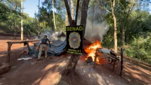 SENAD destruye ocho hectáreas de marihuana en un inmueble rural de Cerro Corá