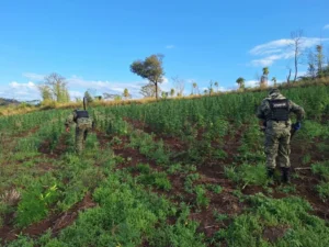 Destruyen seis hectáreas de marihuana tras un allanamiento de inmueble en Cerro Corá