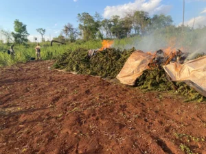 SENAD destruye más de 20 toneladas de marihuana durante operativos en zonas rurales de Amambay