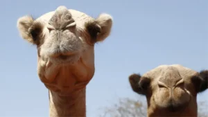 «Les salen ampollas en las patas y la arena les quema la piel»: ni los camellos se libran de los efectos del calor extremo en África