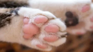 Defensa Animal interviene tras hallazgo de un gato colgado de una cadena en la Municipalidad de Luque