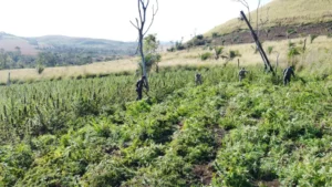 Operación Nueva Alianza 56 saca de circulación casi 160 toneladas de marihuana en Amambay