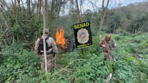 Allanan un inmueble e incineran más de cuatro toneladas de marihuana en Cerro Corá