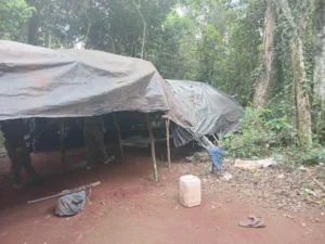Destruyen cuatro hectáreas de marihuana en un operativo rural en Capitán Bado