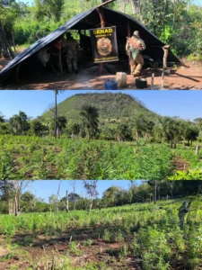 SENAD logra anular cerca de 12 toneladas de marihuana en Bella Vista Norte