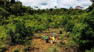 Qué son las chagras, las «granjas» en la selva tropical que desafían la agricultura moderna en Colombia y Ecuador