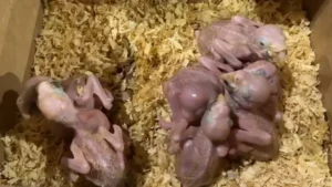 Cae taxi por traslado ilegal de ocho pichones de aves silvestres en el Puente de la Amistad