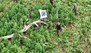 Destruyen 15 hectáreas de cultivos de marihuana en el distrito de Cerro Corá