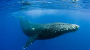 «Nadie había escuchado nada parecido»: el extraordinario momento en que el mundo se dio cuenta de que las ballenas cantan