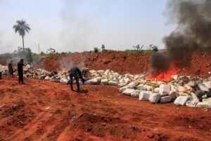 Incineran más de dos toneladas de marihuana incautadas por la FTC en Bella Vista Norte