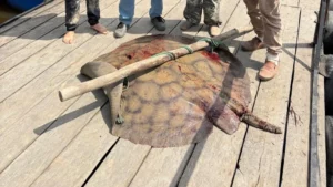 Sorpresa en el río Paraguay: Pescan un pez raya de 90 kilos
