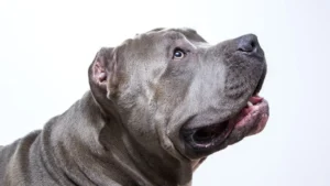 Plantean tenencia responsable de perros potencialmente peligrosos ¿Cuáles razas contempla?