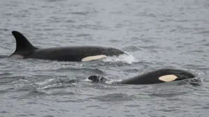 Orcas vs. tiburones blancos: la sangrienta batalla entre los mayores depredadores marinos que tiene perplejos a los científicos