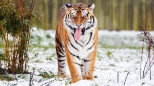 Muere un hombre tras ser atacado por un tigre en un parque zoológico de Inglaterra