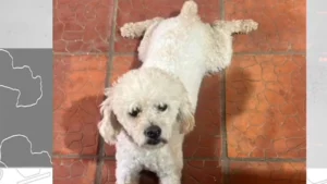 En procedimiento abreviado, condenan a 3 años de cárcel por crueldad animal